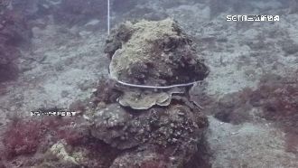 小琉球珊瑚礁成底鉛？潛水教練痛批