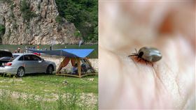 露營,壁蝨,吸血,示意圖／pixabay