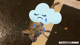 兔寶寶遭路殺／犬山居授權提供