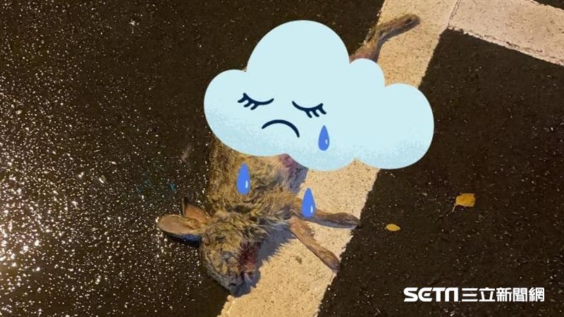 兔寶寶遭路殺　路人暖脫衣幫覆蓋遺體