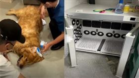 毛孩,美容,中暑,飼主,寵物醫院