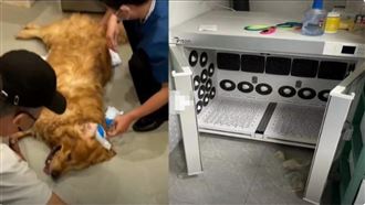 帶毛孩洗澡！竟烘乾中暑亡　飼主心碎