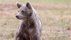 熊 小熊 （圖／翻攝自pixabay）