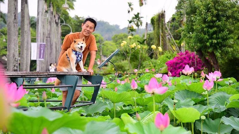 中興新村初夏限定「荷花池」粉嫩盛開