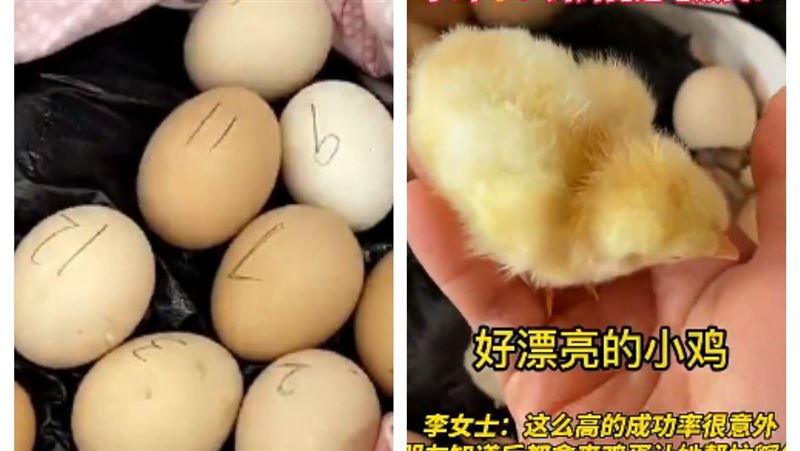 蛋放電鍋21天　她驚喜：孵出來了