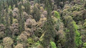 中國科學家發現高度83.2公尺的樹木，刷新中國最高樹木的紀錄。（圖／擷取自網易新聞）