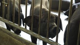 （圖／農委會提供）非洲豬瘟