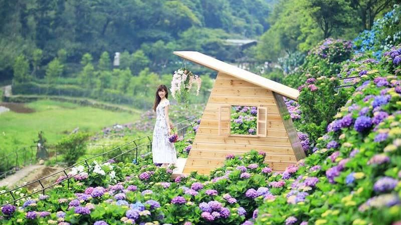 竹子湖繡球花季5/20七彩登場！