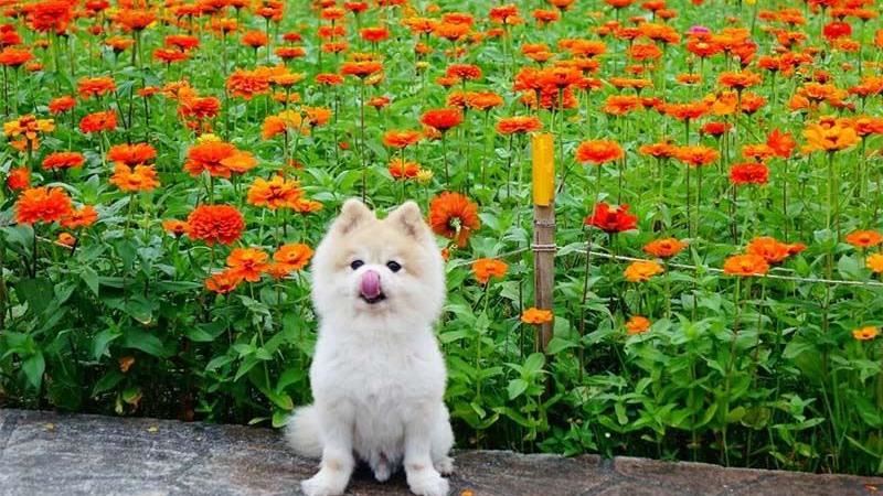 大佳河濱公園賞花趣　繽紛花海綻放中