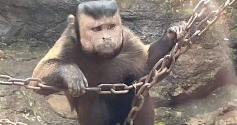 動物園驚現國字臉猴！網喊：是P圖吧