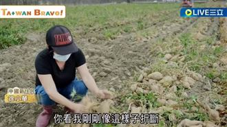 湖南媳婦行銷雲林地瓜 助老農代銷