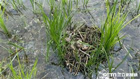 （一次授權，麻煩其他稿件勿用，謝謝！）／巴布薩生態友善農場授權提供