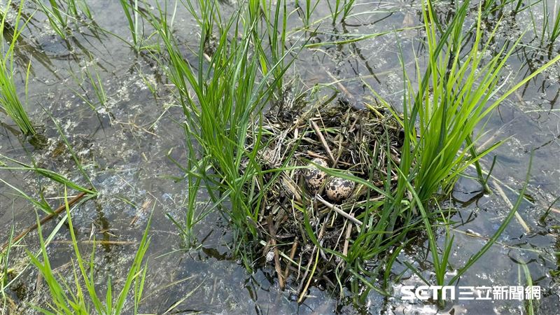 保育類水鳥下蛋築巢　牠們是一妻多夫