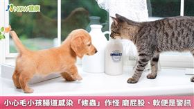 ▲為了讓各位新手貓奴或狗爸媽照顧狗貓能更上手，《NOW健康》邀請獸醫師分享有關寄生蟲的相關知識。（圖／NOW健康製作；圖片來源／ingimage）
