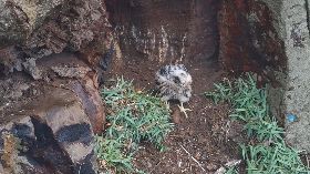 新北瑞芳酋長岩  游隼雛鳥學習離巢