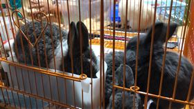 夜市玩遊戲換兔兔、天竺鼠！動保連署：禁活體動物當贈品,台灣愛兔協會提供