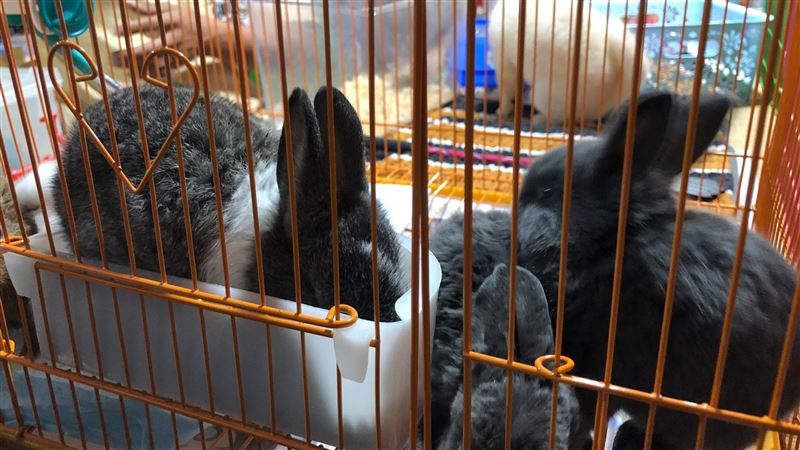 兔兔、天竺鼠淪夜市贈品　動保怒了