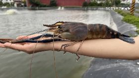 崴 L賽神蝦要辦1800