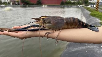 賽神蝦「選手」亮相！各個都比手臂長