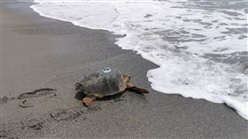 海保署野放赤蠵龜  裝衛星發報器追蹤分布範圍海洋保育署20日會同台東縣政府、國立海洋生物博物館等在台東海岸野放1隻保育類赤蠵龜，這也是首次救援康復赤蠵龜後裝設衛星發報器，盼透過海龜後續洄游資訊，更了解赤蠵龜在台灣周邊海域可能的分布範圍。（海保署提供）中央社記者洪學廣傳真  111年5月20日