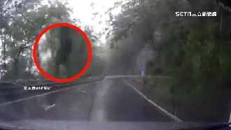 開往南橫天池　驚見「台灣黑熊」爬樹