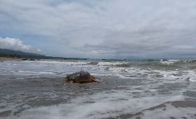 海龜裝設發報器  野放回大海（2）