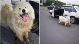 薩摩耶走失跳警車　撒嬌萌樣警秒投降