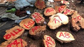 惡劣山老鼠盜伐兼獵殺黑熊吃下肚 手機與熊屍合照露餡(圖/翻攝畫面)