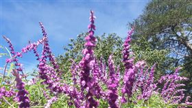 武陵農場紫色墨西哥鼠尾草盛開中秋連假開跑，台中旅遊熱門景點武陵農場正值紫色墨西哥鼠尾草盛開，業者預估18日入園人數可達2000人，是平常假日的2到3倍，但人數還在農場可容留範圍內。（武陵農場提供）中央社記者郝雪卿傳真  110年9月18日