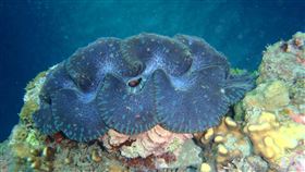 「7種硨磲貝」瀕危列珍稀保育 （圖／記者王浩原提供）