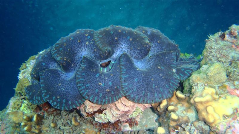 珍稀硨磲貝　台東早已復育3年活9成