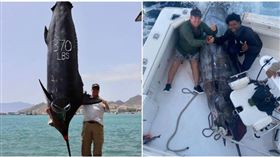 ▲3位漁民捕到一條重達621公斤的超大藍槍魚，是大西洋紀錄裡第二大魚。（圖／翻攝pulsatorlures IG）