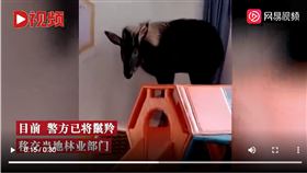 中華鬣羚闖入幼稚園（圖／翻攝自網易視頻）