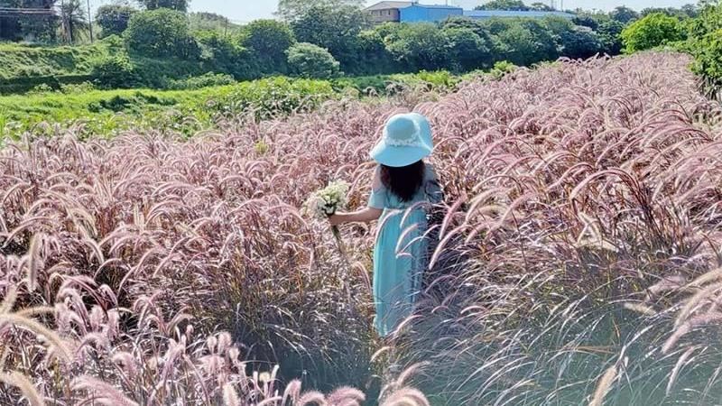 桃園遍地「紫葉狼尾草」紫色浪潮來襲