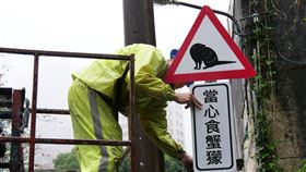 新北新店設置「當心食蟹(犬蒙)」號誌新北市境內多郊山生態豐富，但野生動物「路殺」意外頻傳，交通局26日指出，即起在新店區長春里新坡一街設置6面「當心食蟹(犬蒙)」告示牌面，提醒民眾減速駕駛，給保育類動物多一點生存機會。（新北市交通局提供）中央社記者沈佩瑤傳真  111年5月26日