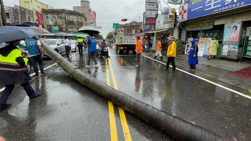 豪大雨狂炸西螺　地標大王椰子樹倒了