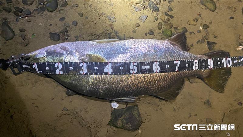 獨／淡水釣到巨鱸能吃嗎？專家揭真相