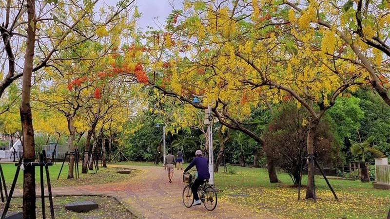 屏東千禧公園　阿勃勒鳳凰花盛開中！