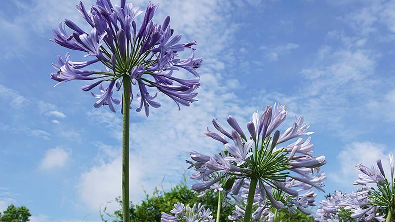 走進「內雙溪」　體驗愛情花紫色浪漫