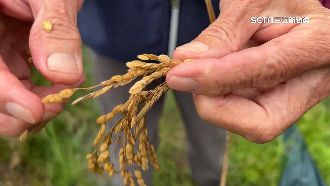 狂下雨難授粉！台東3成稻田成空包彈