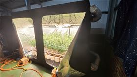 彰化田尾，疫情失業，頂樓種大麻，死轉手交易 (圖／保三總隊提供)