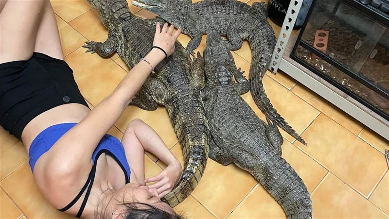 養7隻鱷魚挨罵變態　正妹曝真實動機