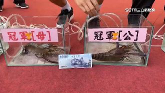 潮州賽冠軍出爐！神蝦身長60cm