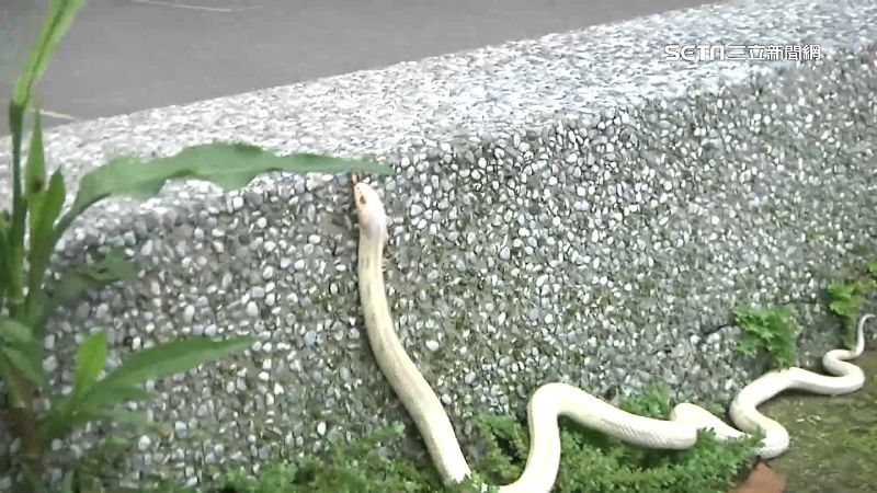 雷峰塔鎮壓白蛇？挖開後發現的竟是…