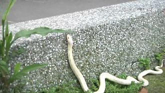 端午節前好兆頭！三合院「白蛇」現身