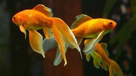 寵物金魚要是放生到野外，會對當地環境造成嚴重衝擊。（示意圖／pixabay）