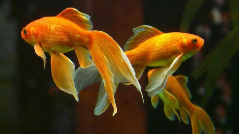 寵物金魚放生後成巨獸　大吃其他生物