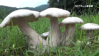 連日大雨帶禮物　驚見手臂粗巨大野菇