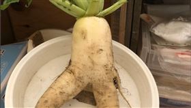 蘿蔔,外表,農夫,蔬菜