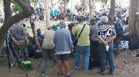 「藍翅八色鳥」現蹤高雄校園  鳥友爭